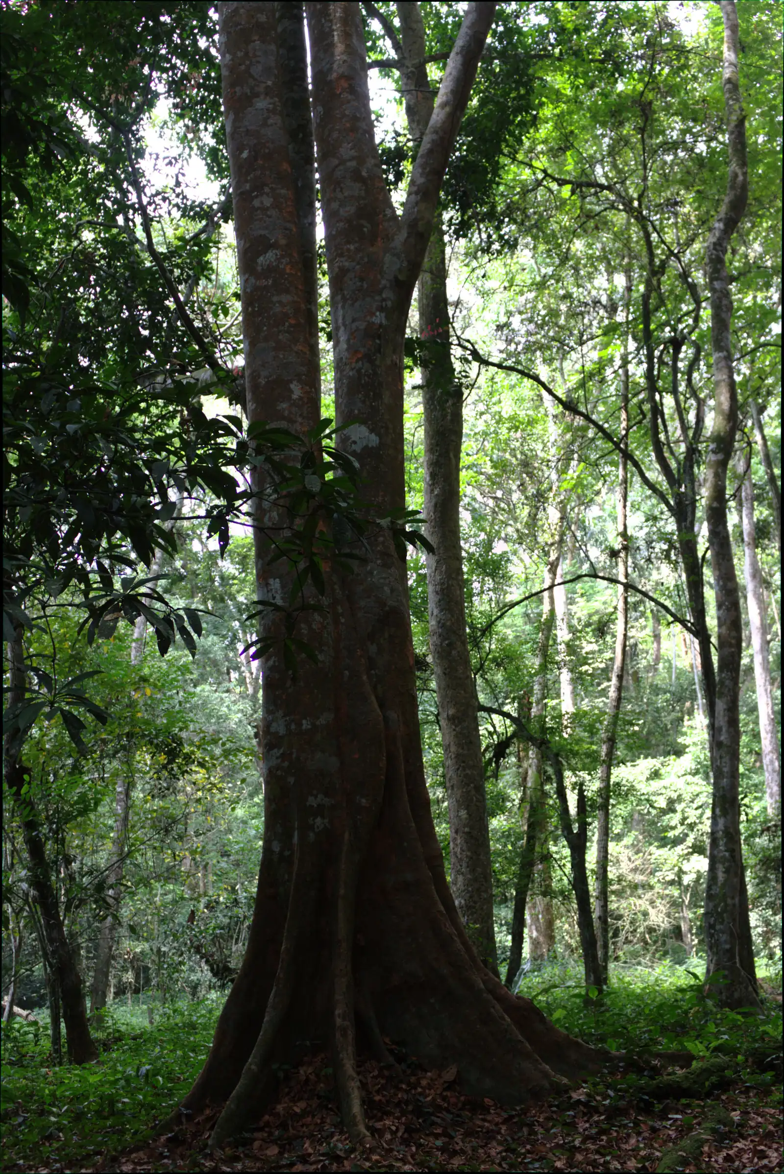 A large buttress-rooted rainforest tree in closed-canopy forest at Banco National Park, with leaf litter and green understorey below
