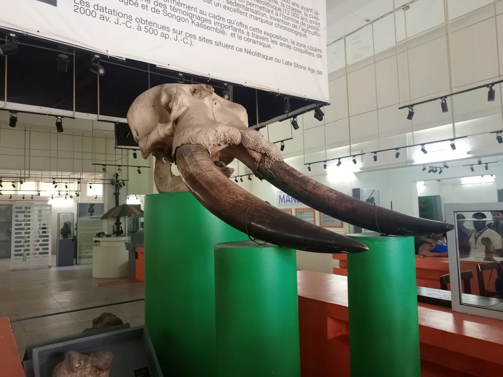 A gallery interior at the Musée des Civilisations de Côte d'Ivoire, with an elephant skull and tusks on green plinths and masks and bronzes in cases behind