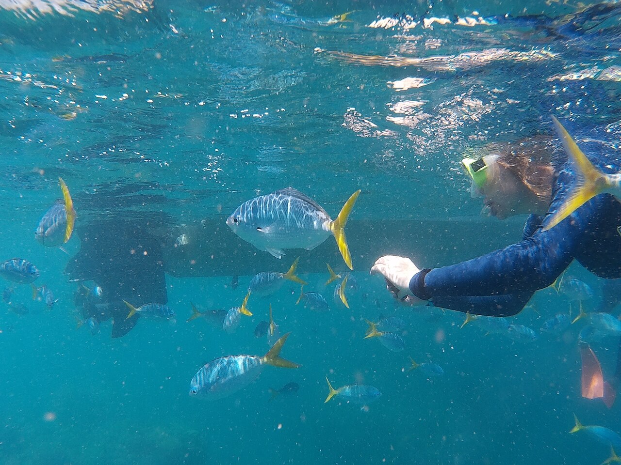 Snorkelers exploring vibrant coral formations at a Whitsunday Islands fringing reef