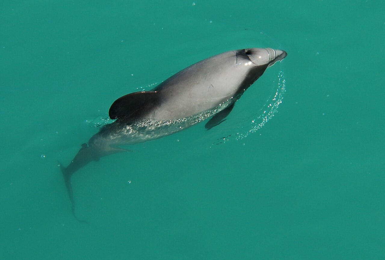 Hector's dolphin surfacing in Akaroa Harbour showing its distinctive rounded dorsal fin