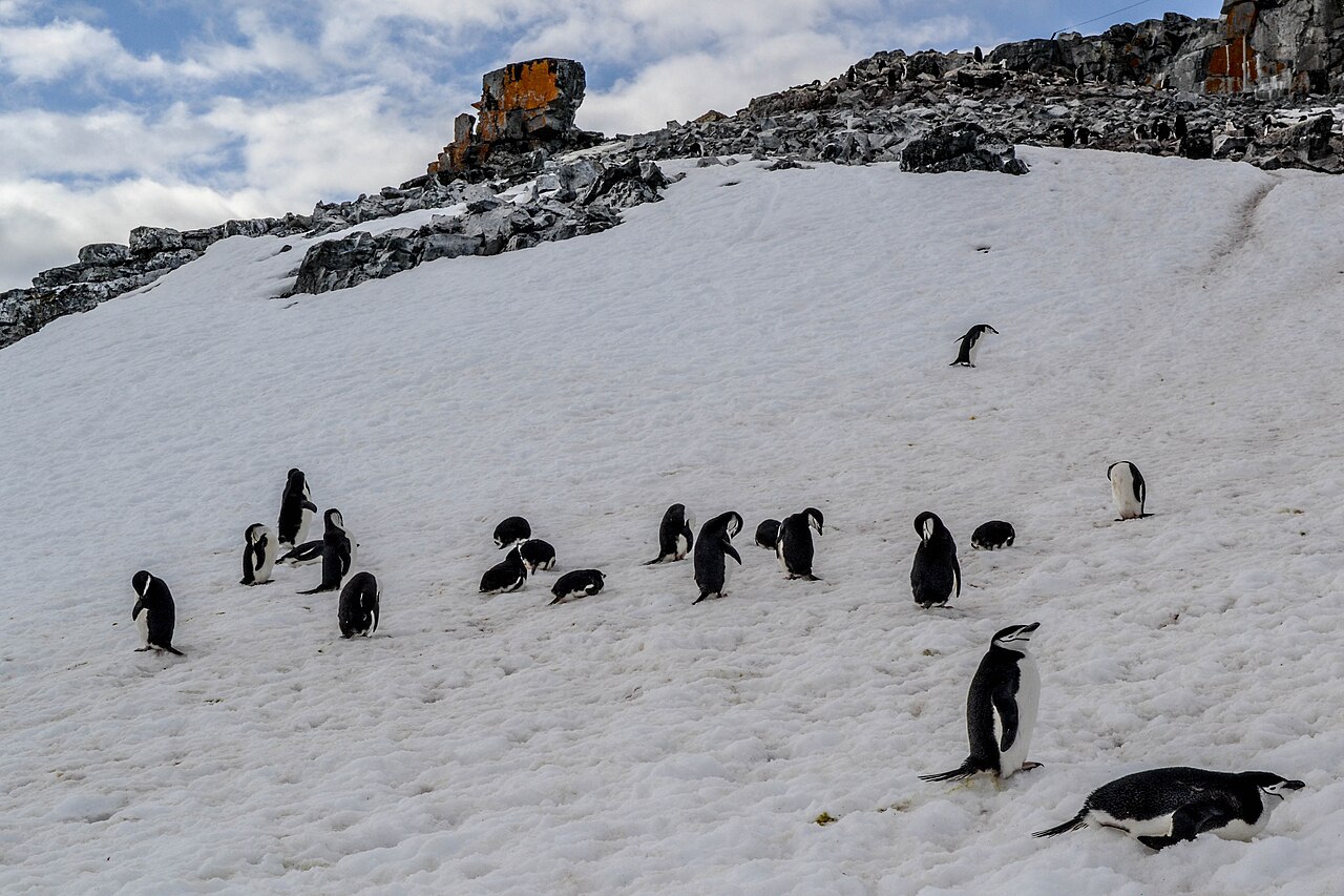 Chinstrap penguin standing on rocky outcrop with distinctive black line under chin