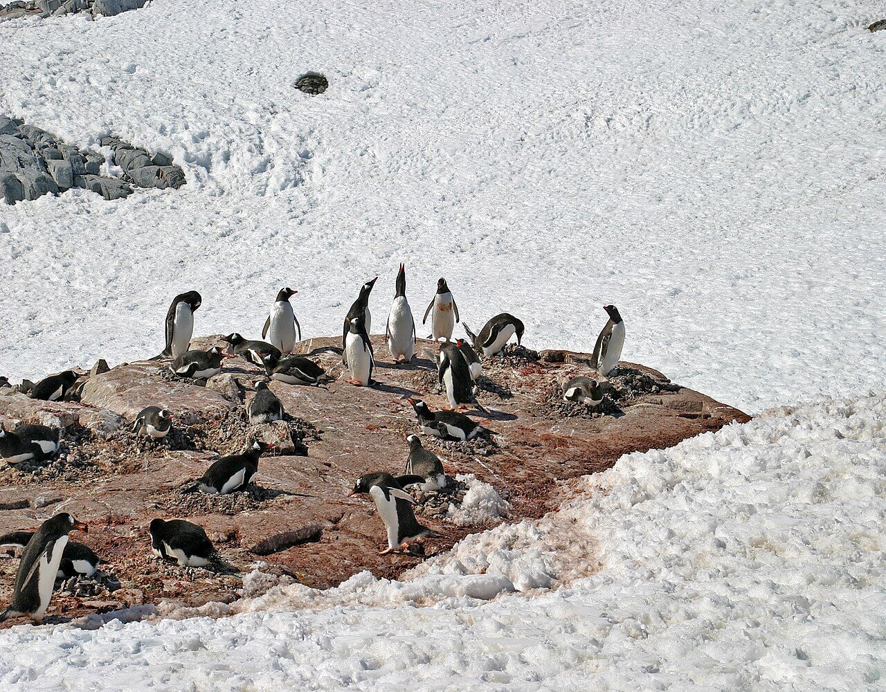 Thousands of gentoo penguins covering a rocky hillside with snow-capped peaks in background
