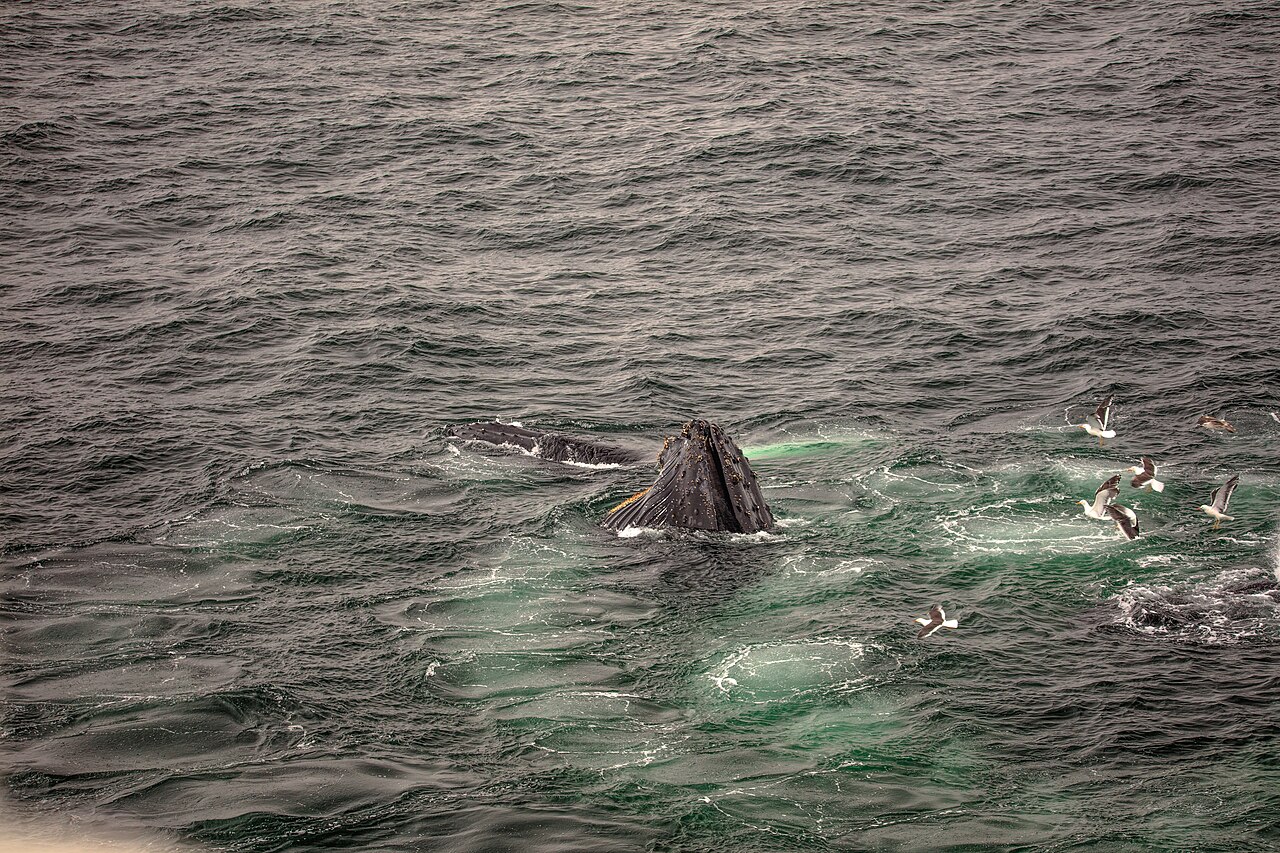 Humpback whale tail flukes rising from Antarctic waters with icebergs in background