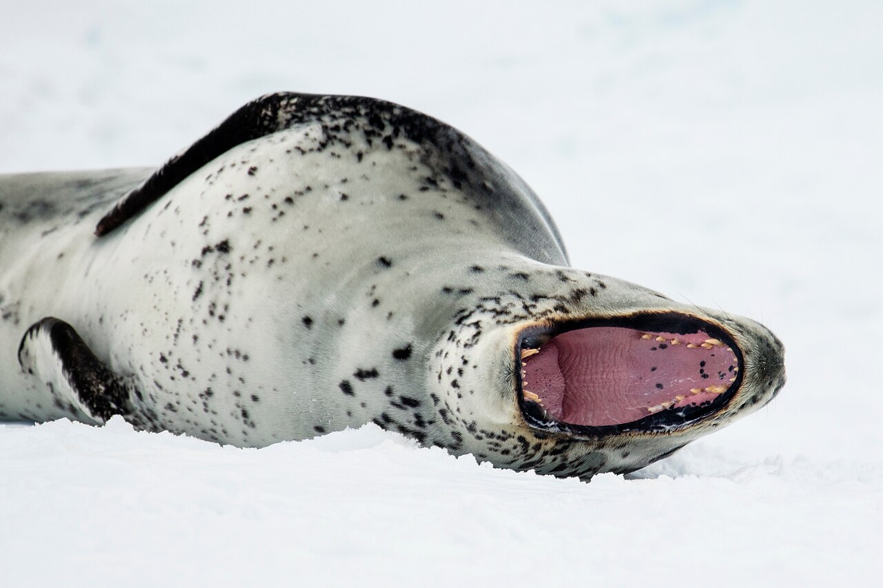 Spotted leopard seal resting on ice floe with distinctive reptilian head visible