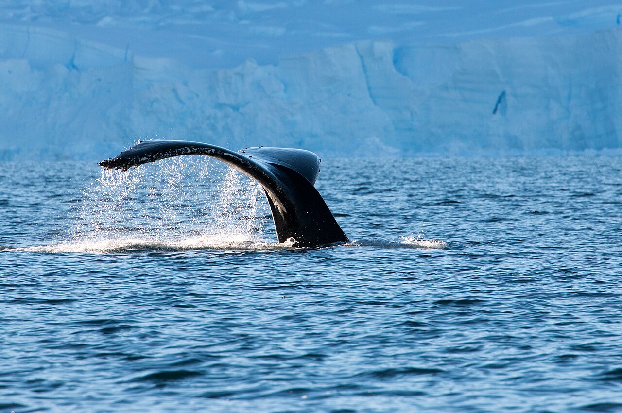 Humpback whale fluke rising from Antarctic waters with glacier in background