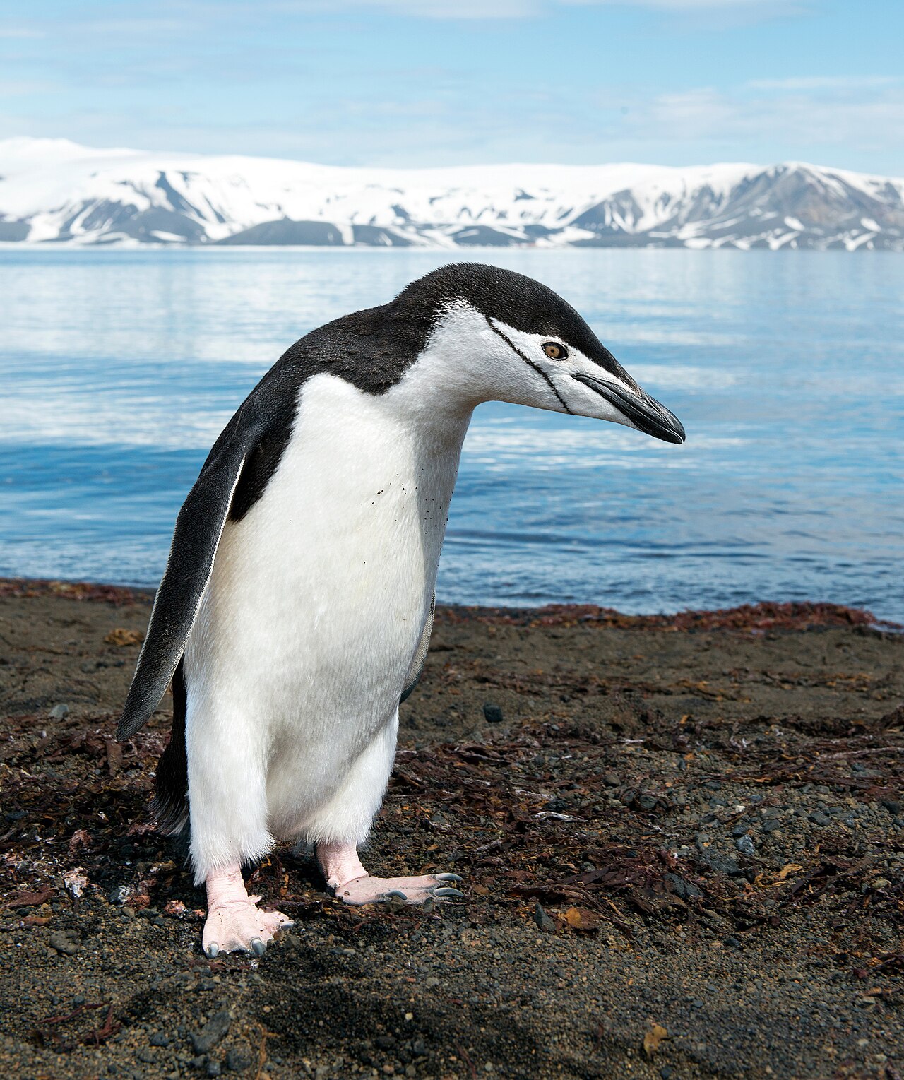 Chinstrap penguin on Antarctic beach with snow-covered mountains behind