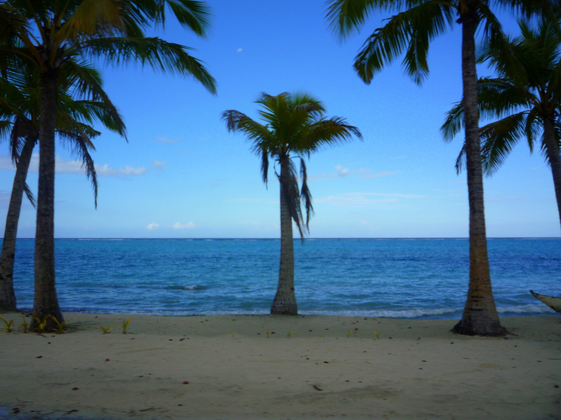 Traditional Samoan fale structure at the Samoa Cultural Village with thatched roof