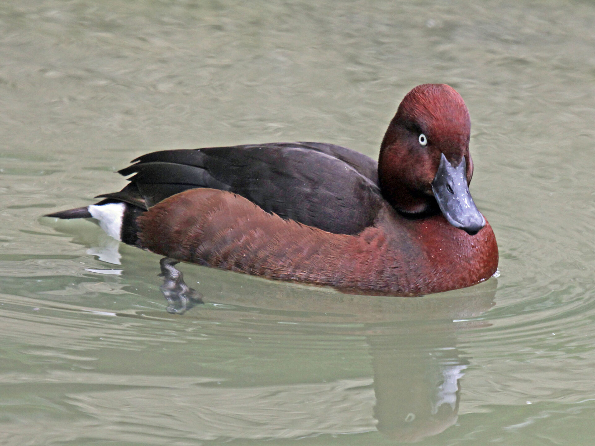 Giant Arab Revolt flagpole rising 131 meters above Aqaba waterfront