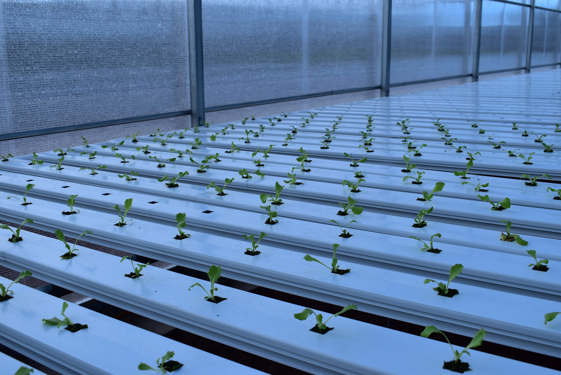 Green sea turtle digging nest in dark volcanic sand at Long Beach