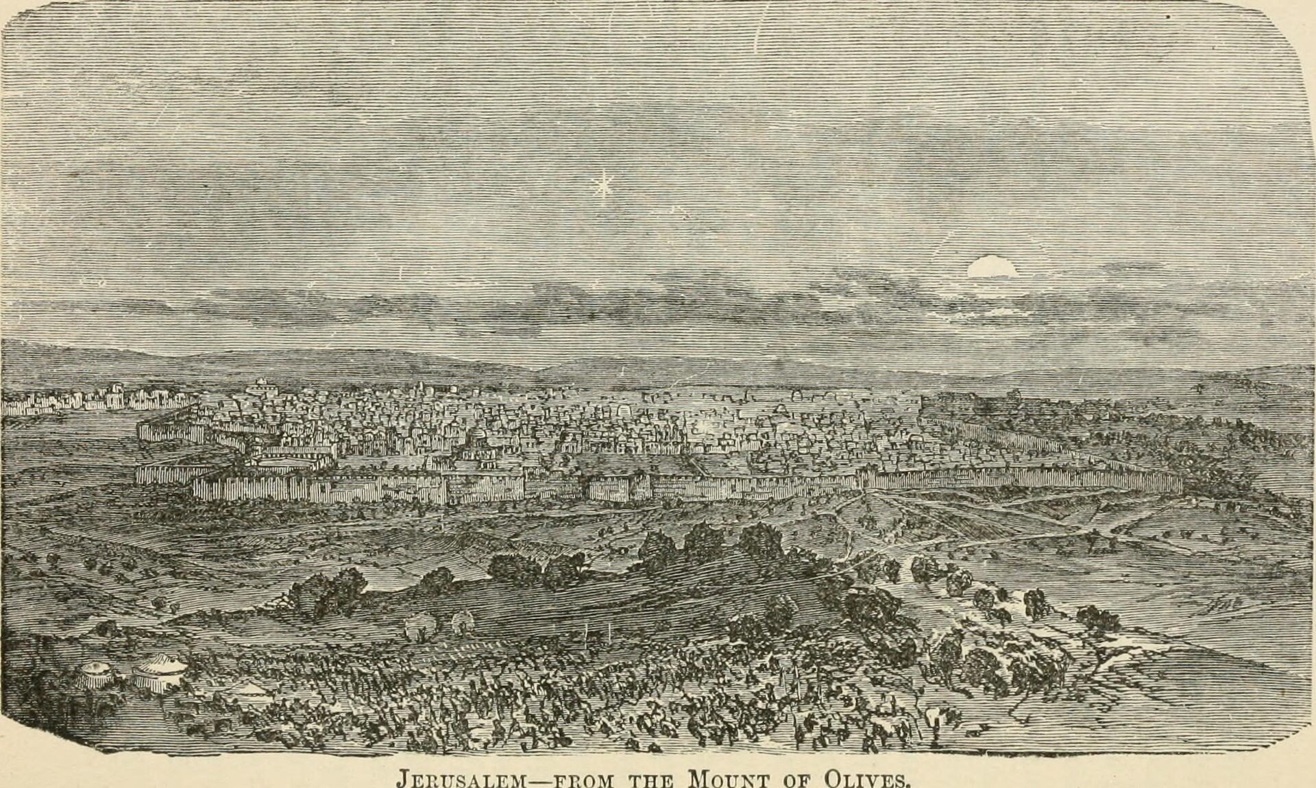 Bamboo groves and tree ferns in the Victorian-era cloud forest on Green Mountain