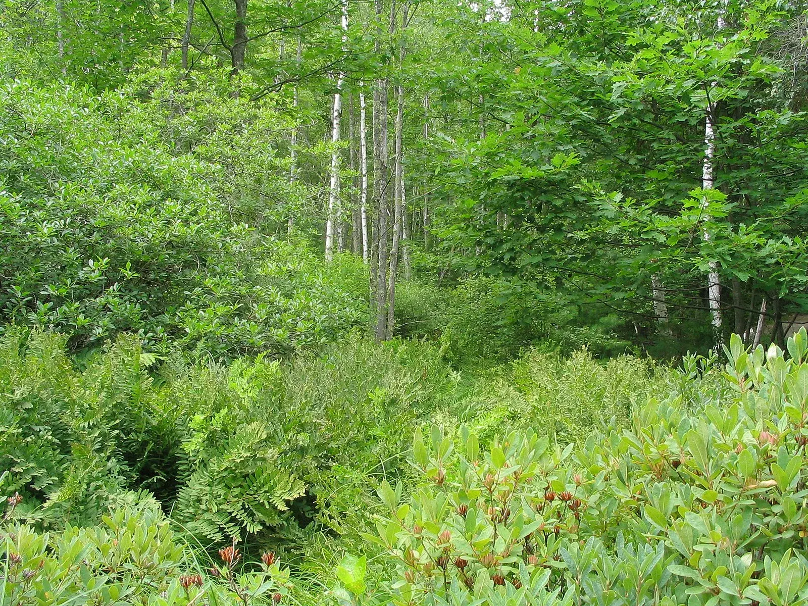Birch forest in Acadia National Park near Bar Harbor