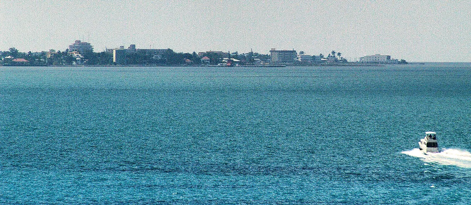 Black howler monkey in jungle canopy near Lamanai archaeological site