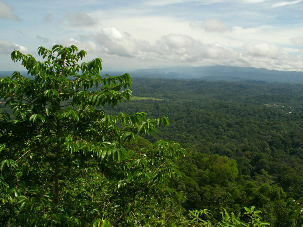 Expansive view of Brunei's tropical rainforest canopy stretching to misty mountains on the Borneo horizon