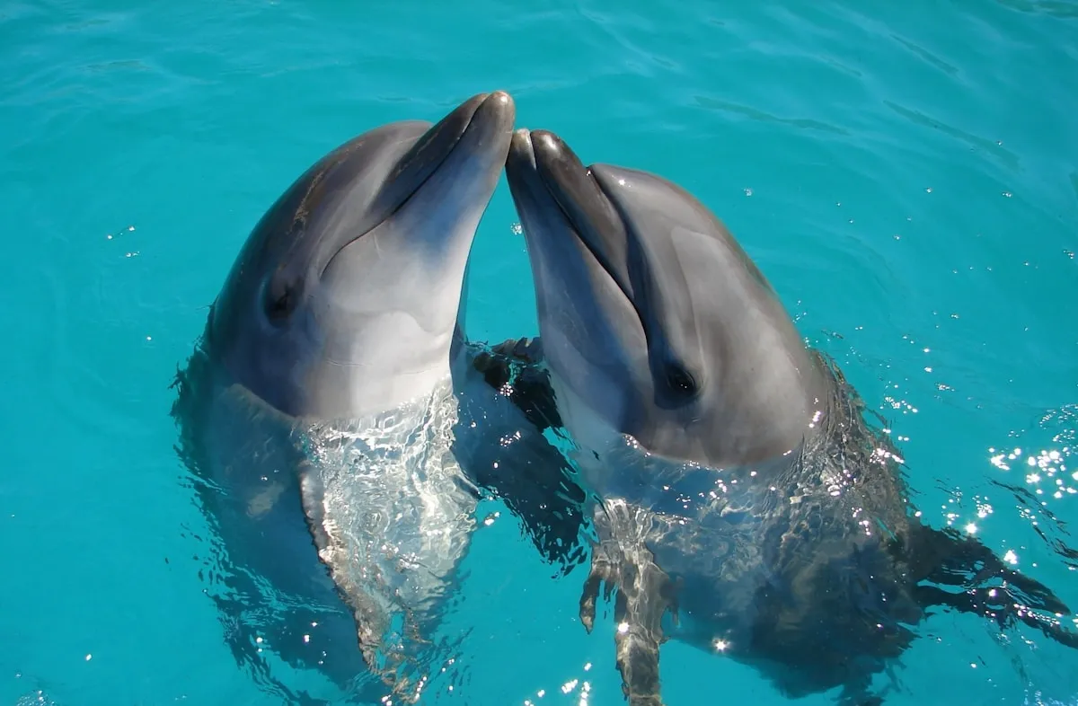 Two dolphins touching noses in the turquoise waters off Cabo San Lucas