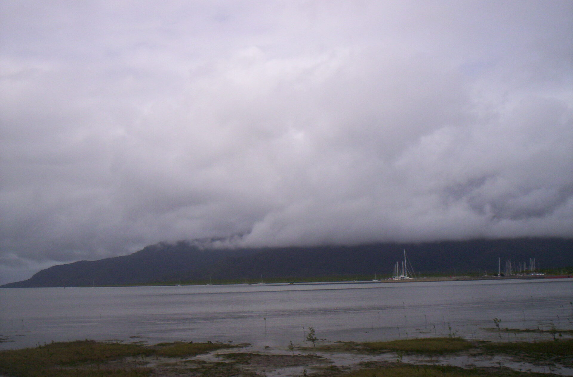 Vibrant staghorn coral formations with tropical fish swimming between branches
