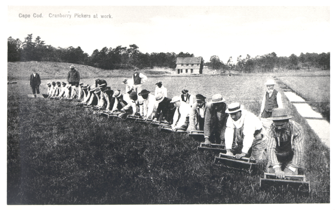 Historical postcard: Cape Cod cranberry pickers at work, kneeling in a row with hand scoops