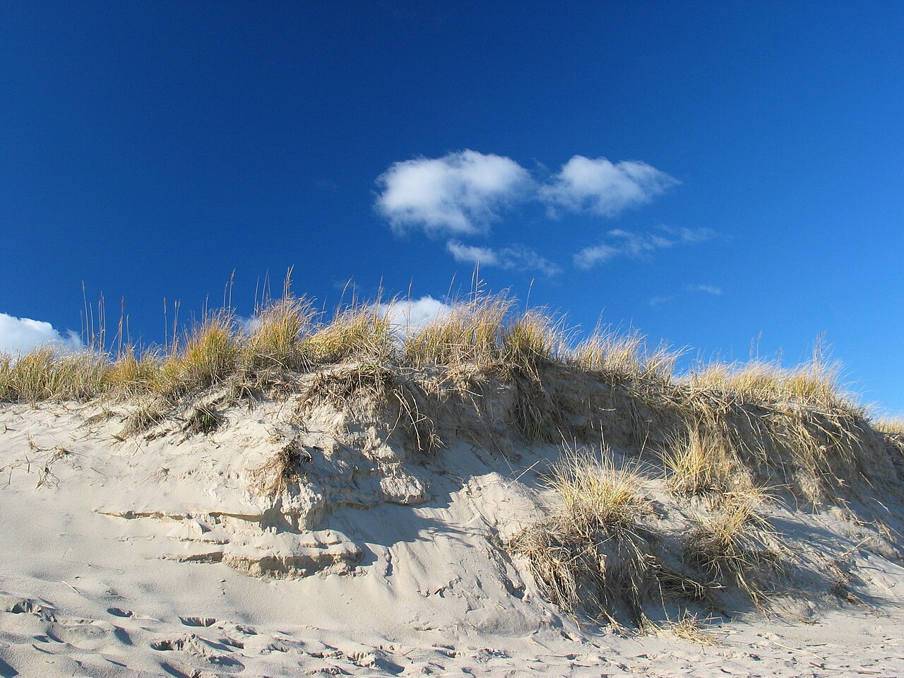 Cape Cod sand dunes with golden beach grass under clear blue sky