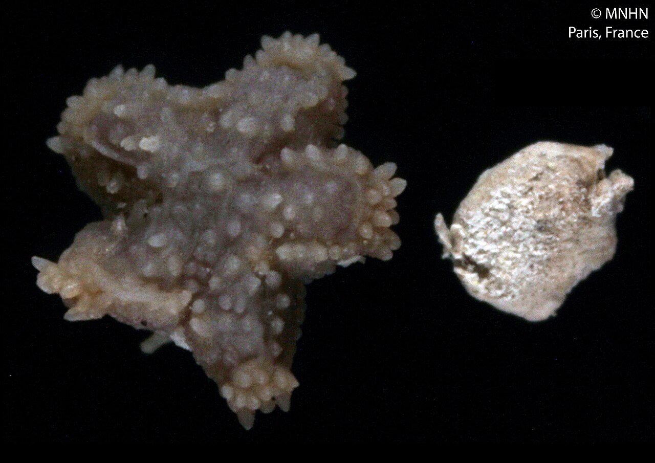 Anasterias antarctica starfish specimen collected during the 1882 Cape Horn scientific expedition