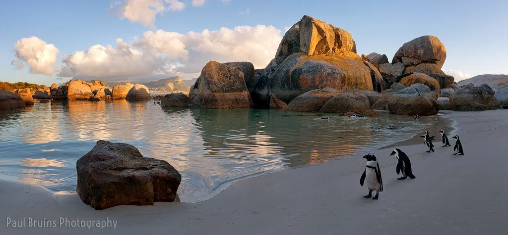 African penguins on white sand at Boulders Beach with granite boulders at golden hour