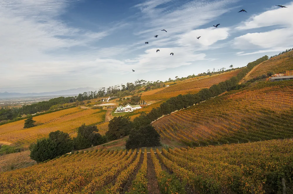 Constantia wine estate vineyards stretching toward the mountains near Cape Town