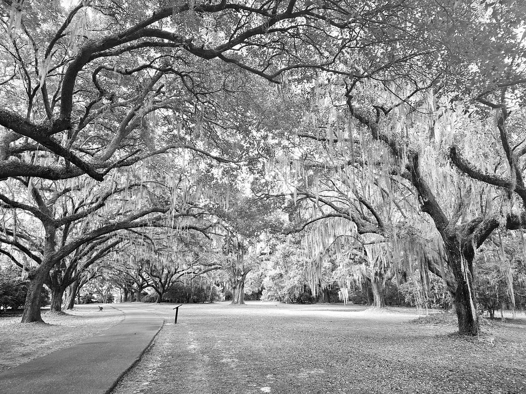 Charleston — view 6