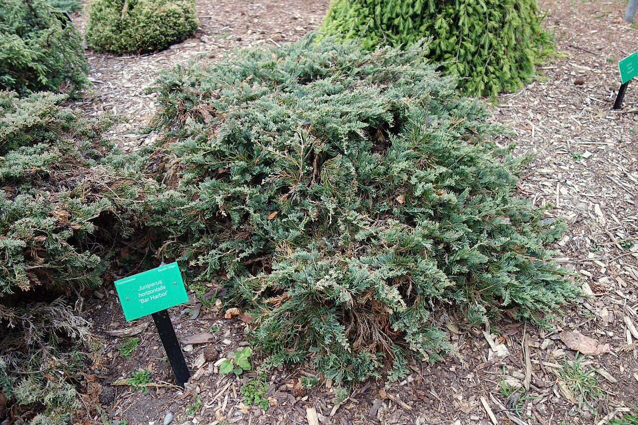 Traditional punting on the Avon River through weeping willows and garden scenery