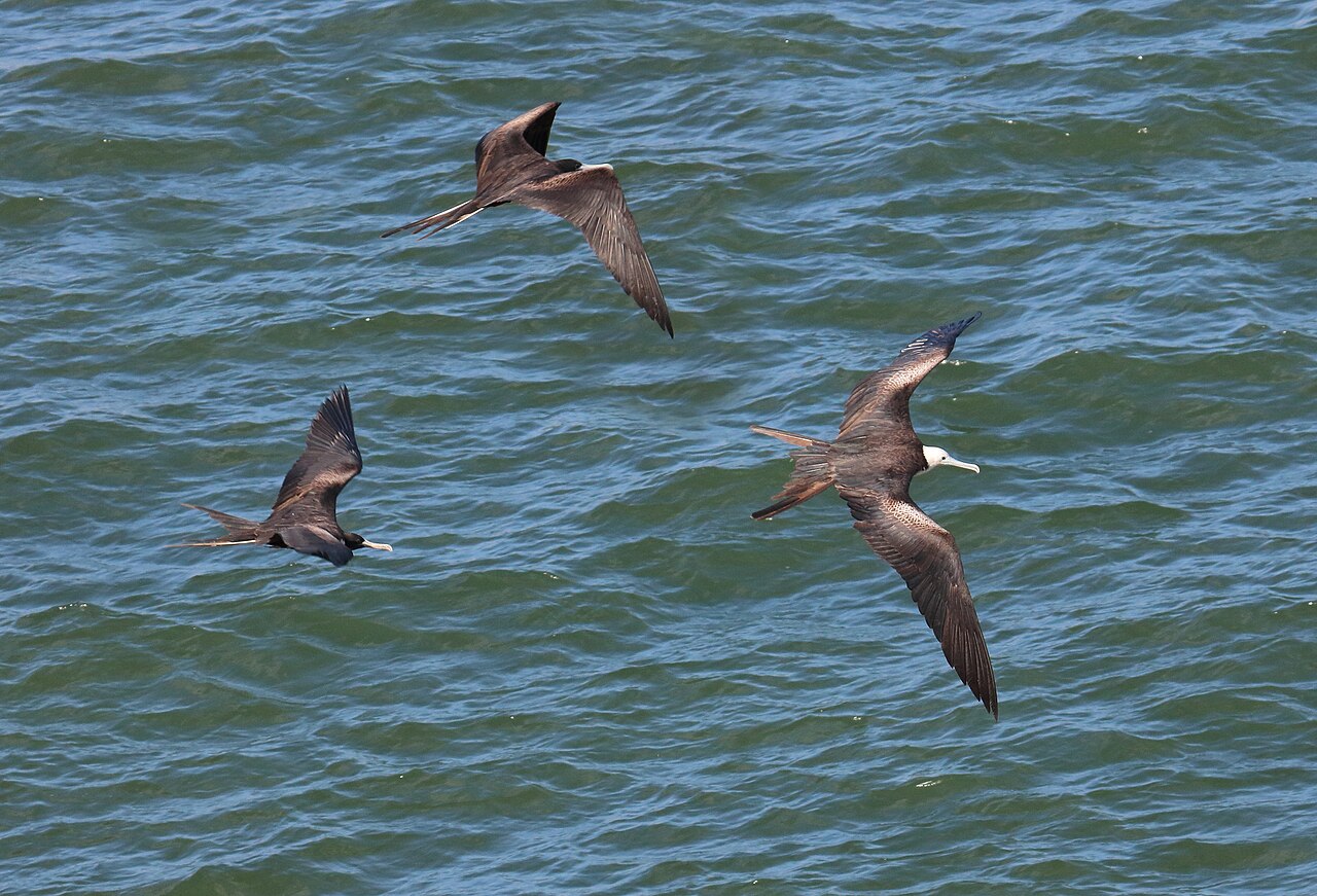 Original Gatun Locks showing the 1914 canal construction