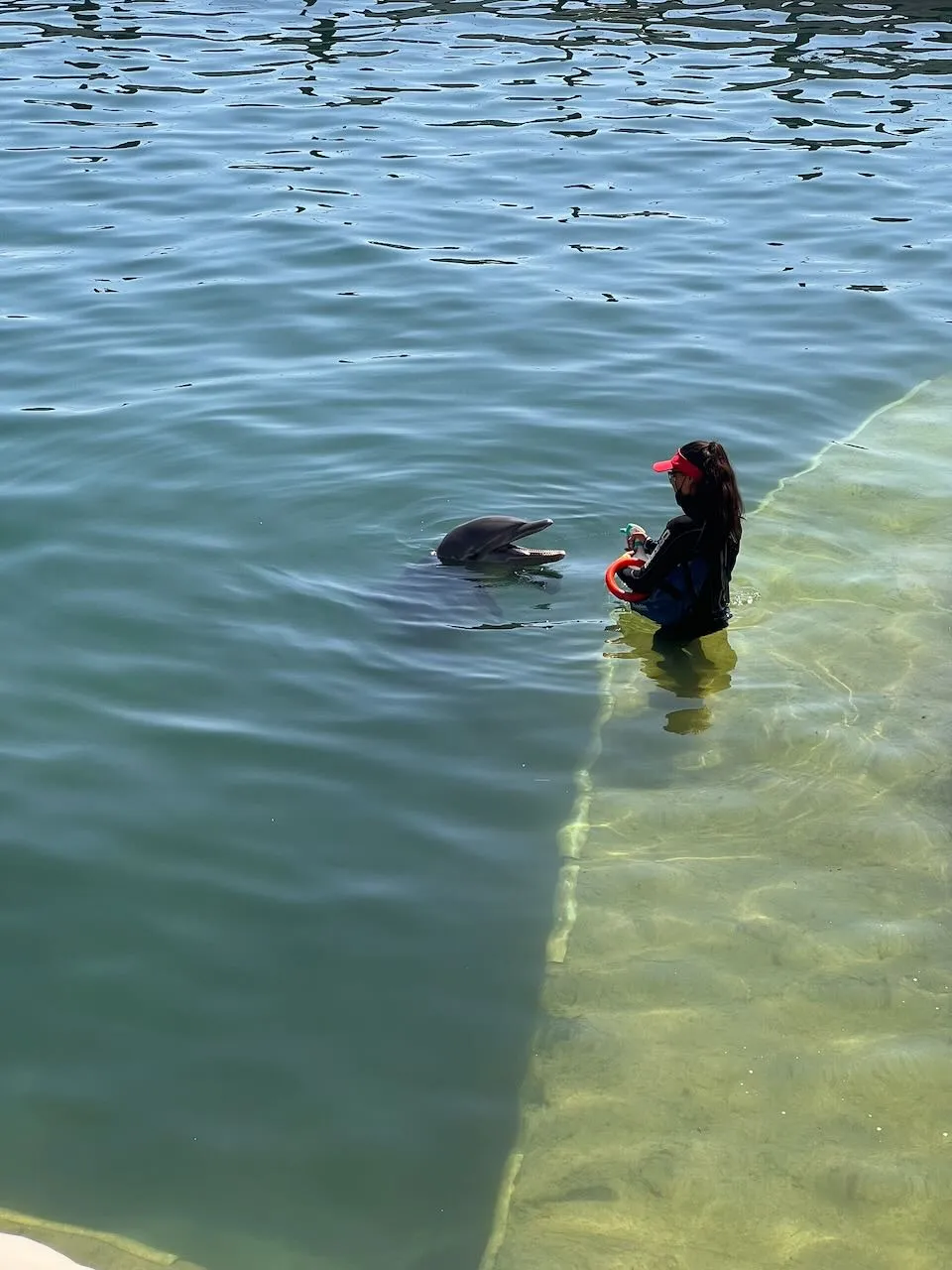 Dolphin encounter experience at Costa Maya cruise port