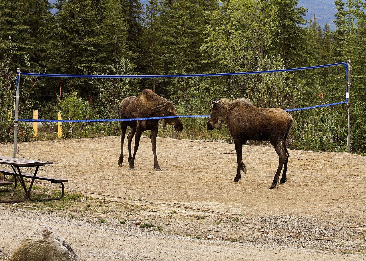 Two moose wandering through a campground volleyball court in Denali National Park, Alaska