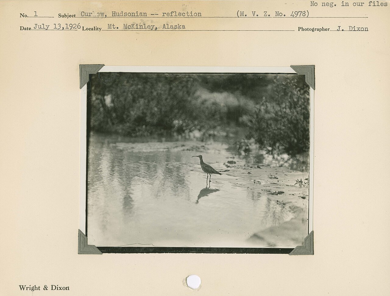 Hudsonian curlew at Mount McKinley, 1926, historical black and white wildlife photograph