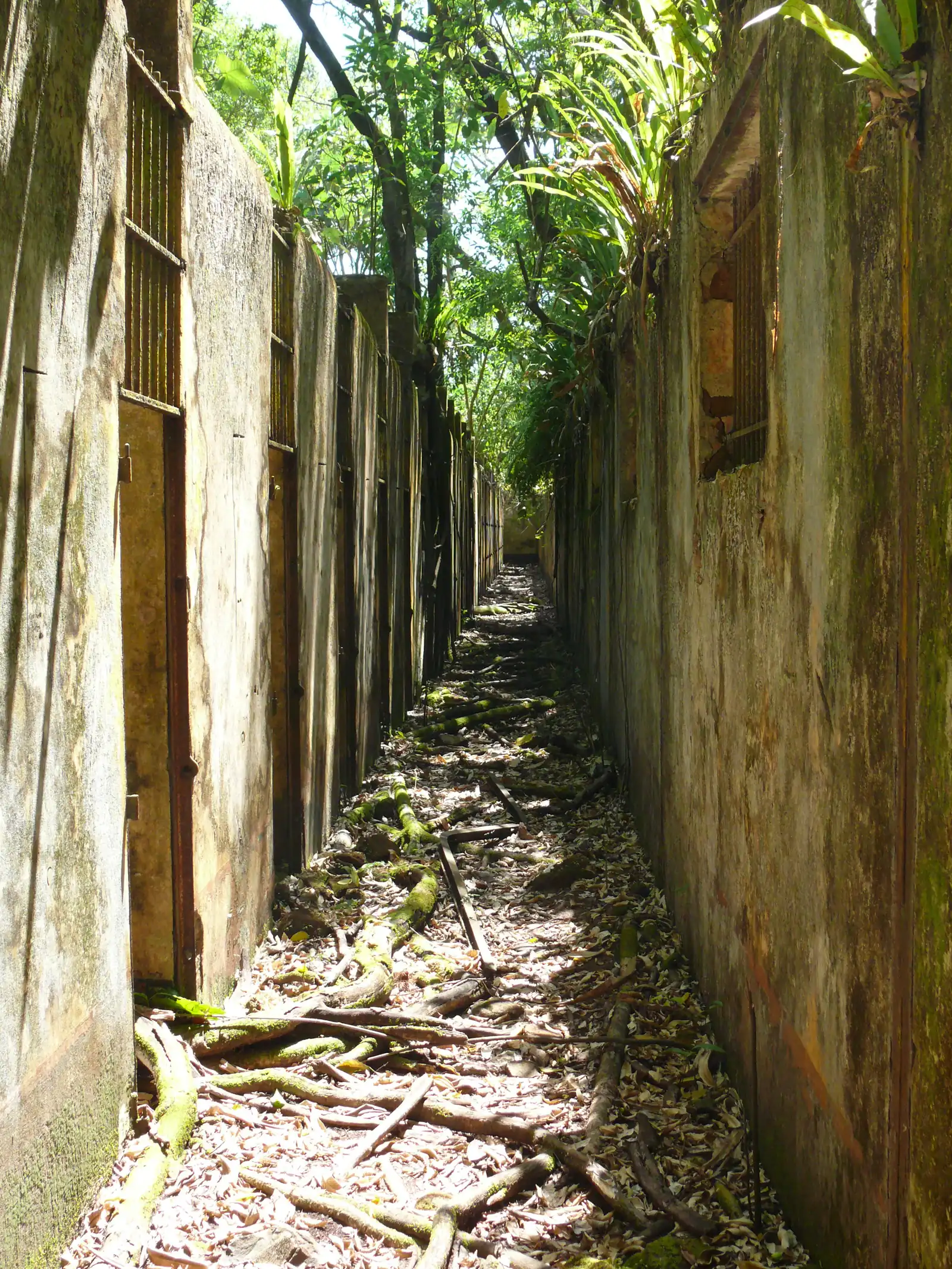An alley of solitary-confinement cells on Île Saint-Joseph, roofless and open to the sky, with vegetation growing between the walls