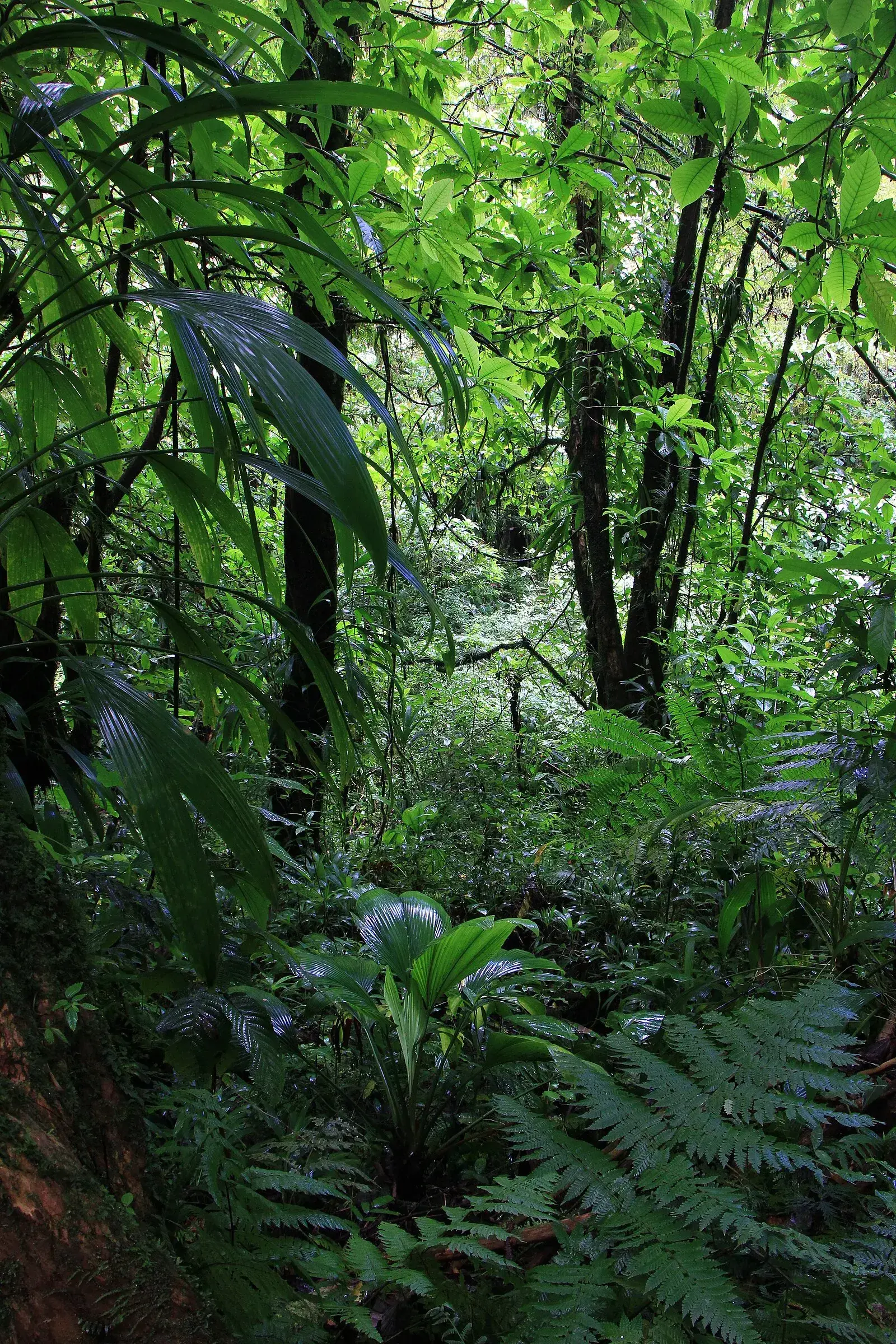 Lush tropical rainforest interior with dense ferns, palms, and epiphytes on Dominica, the Nature Isle