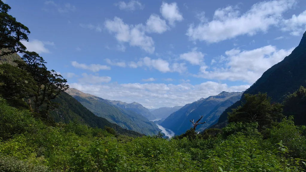 Bottlenose dolphins surfacing in the dark waters of Doubtful Sound