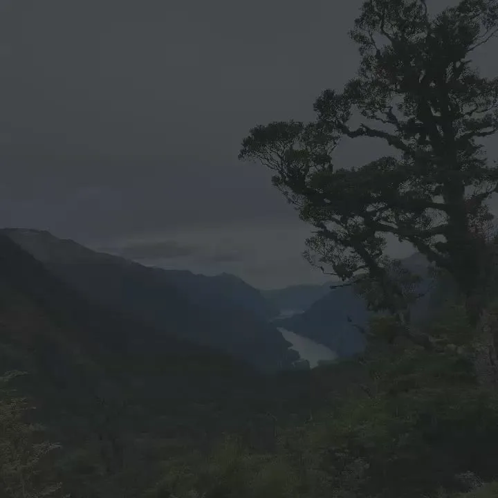 New Zealand fur seals resting on rocks at the edge of the fjord