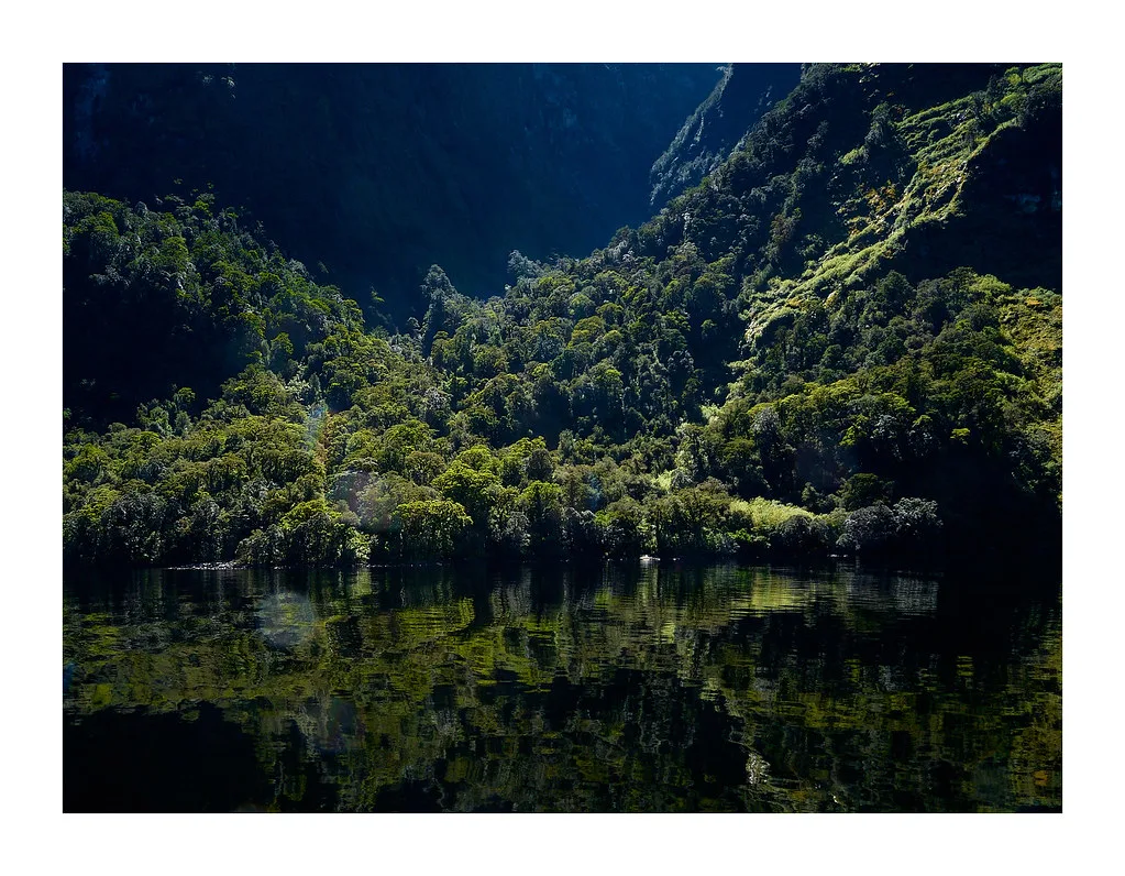 Fiordland crested penguin standing on coastal rocks near rainforest