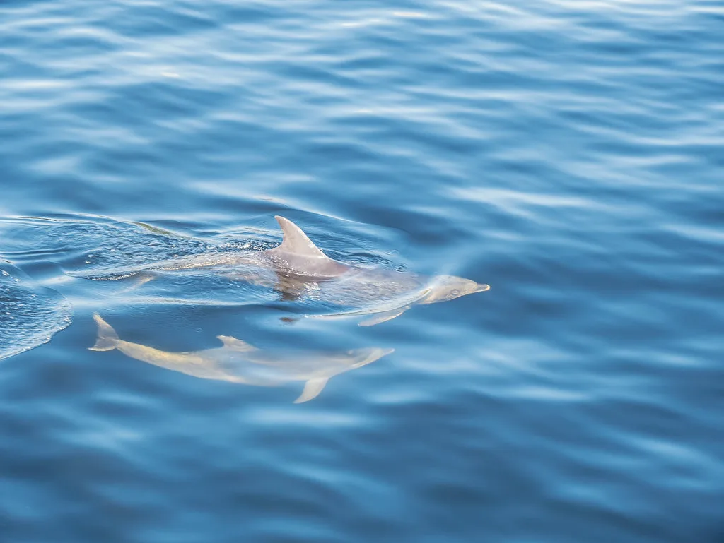 Aerial view of Doubtful Sound showing the fjord winding between towering mountains