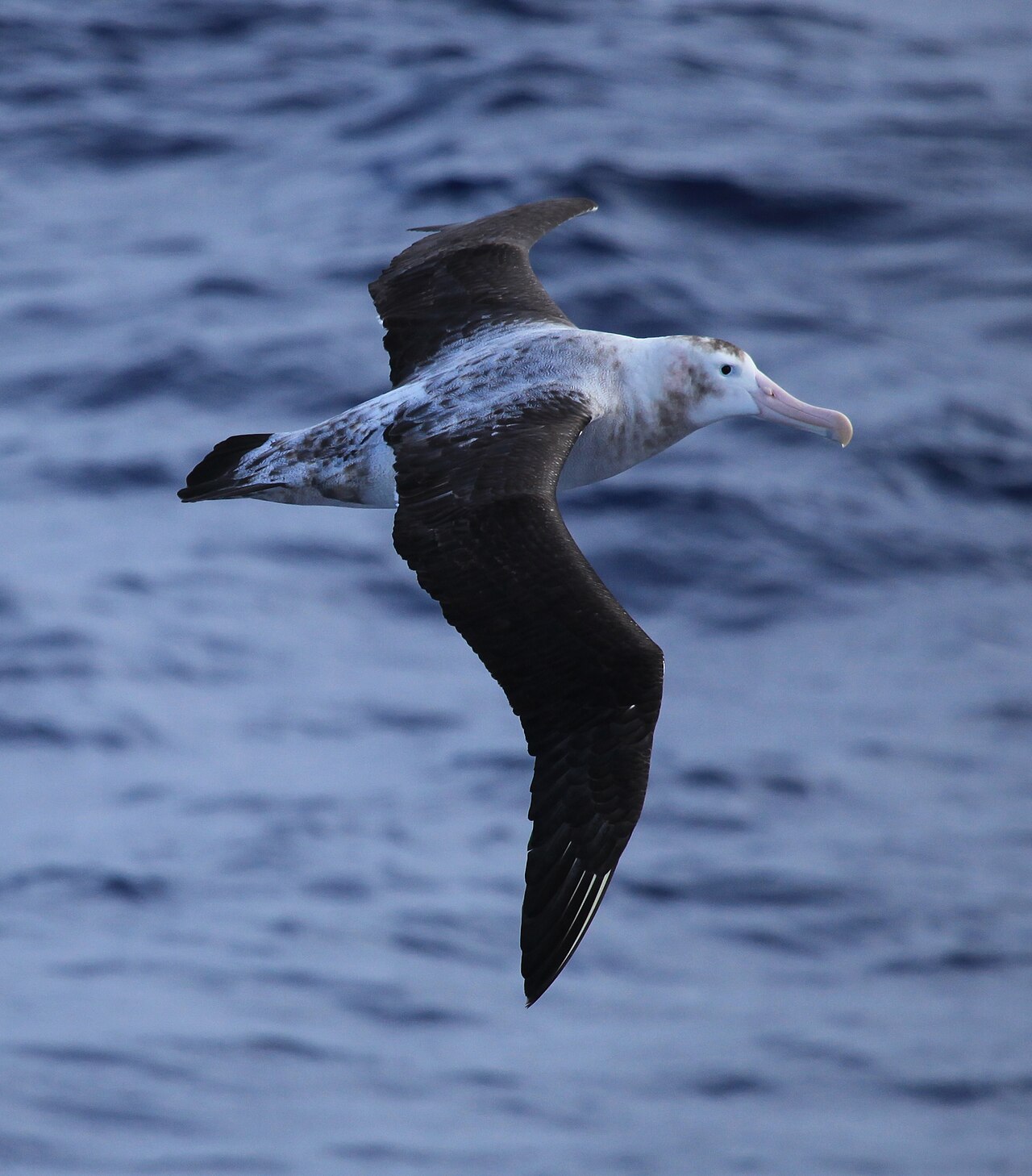Wandering albatross in flight over the Southern Ocean with dark upperwings spread wide