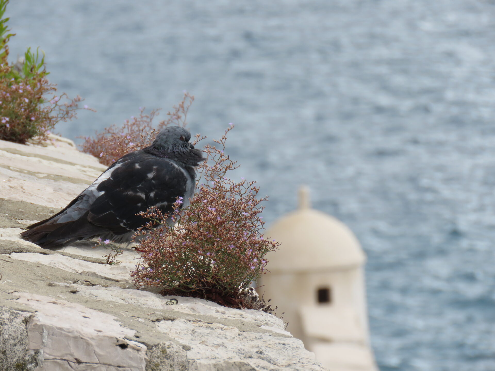 Pigeon perched on Dubrovnik's ancient city walls with watchtower and Adriatic Sea