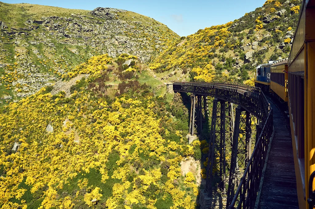 Dunedin cultural highlight