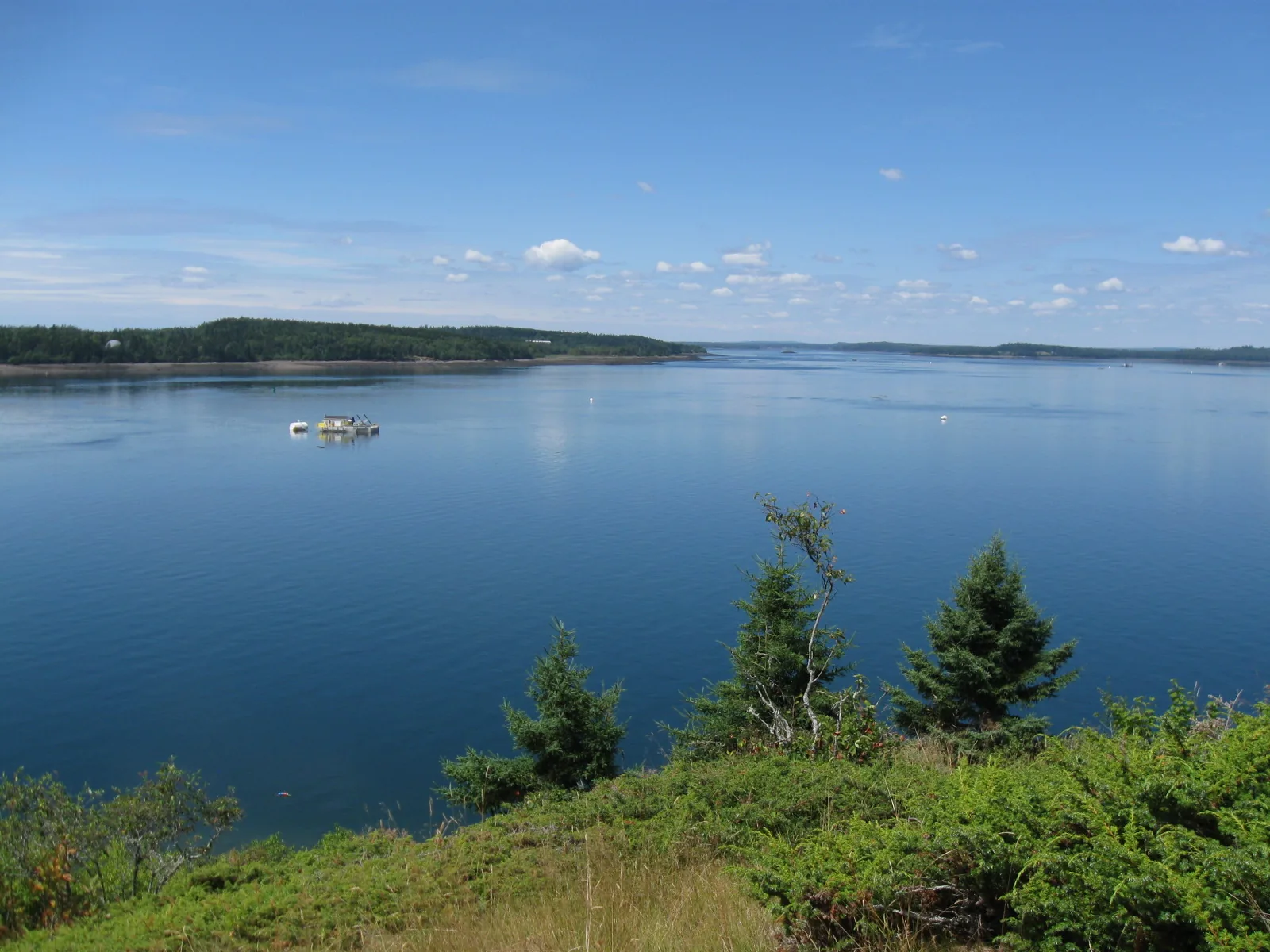 A wide, calm view over the deep blue tidal waters near Eastport, with a forested far shoreline, small mooring floats, and spruce trees in the foreground under a partly cloudy sky