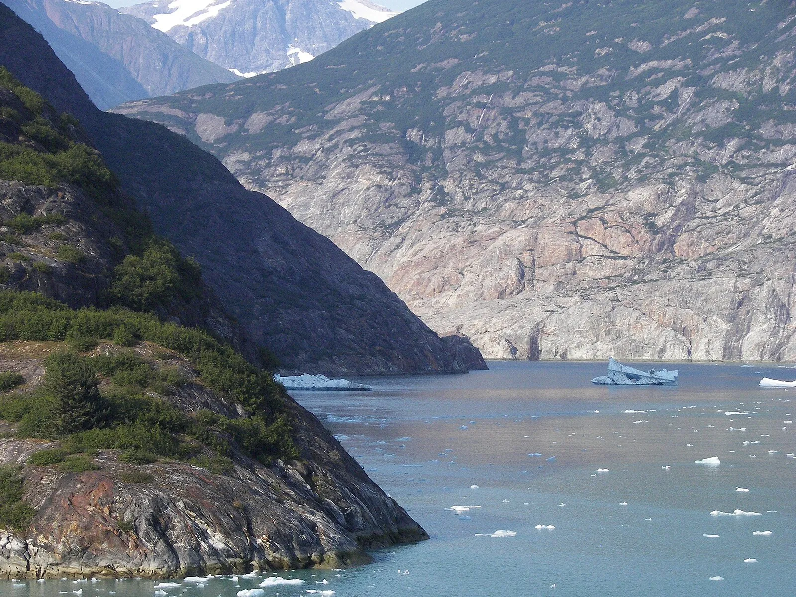 Harbor seals resting on iceberg in Endicott Arm with fjord walls behind