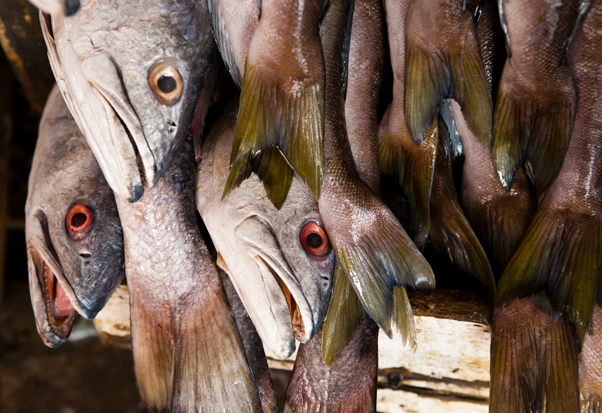 Ensenada fish and seafood vendors at bustling outdoor marketplace with fresh catches on ice