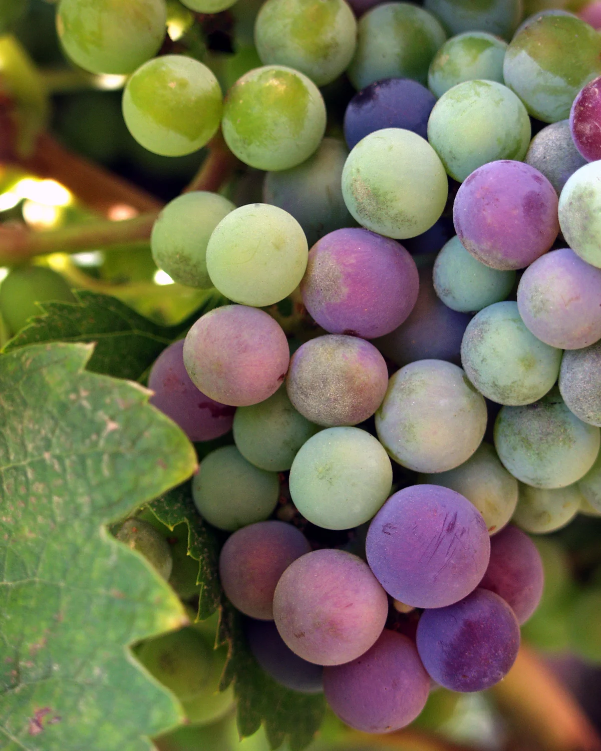Wine grapes ripening on vines in Valle de Guadalupe wine country Baja California