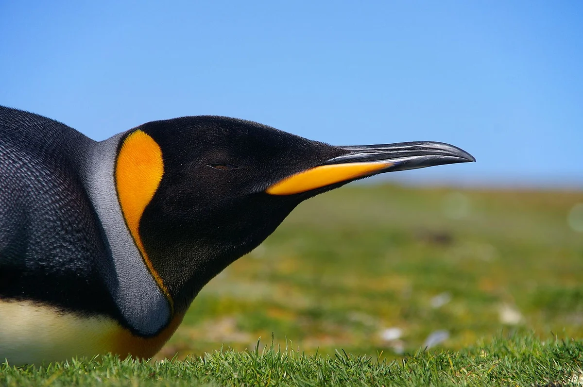 Large colony of King penguins standing together on Falkland Islands beach