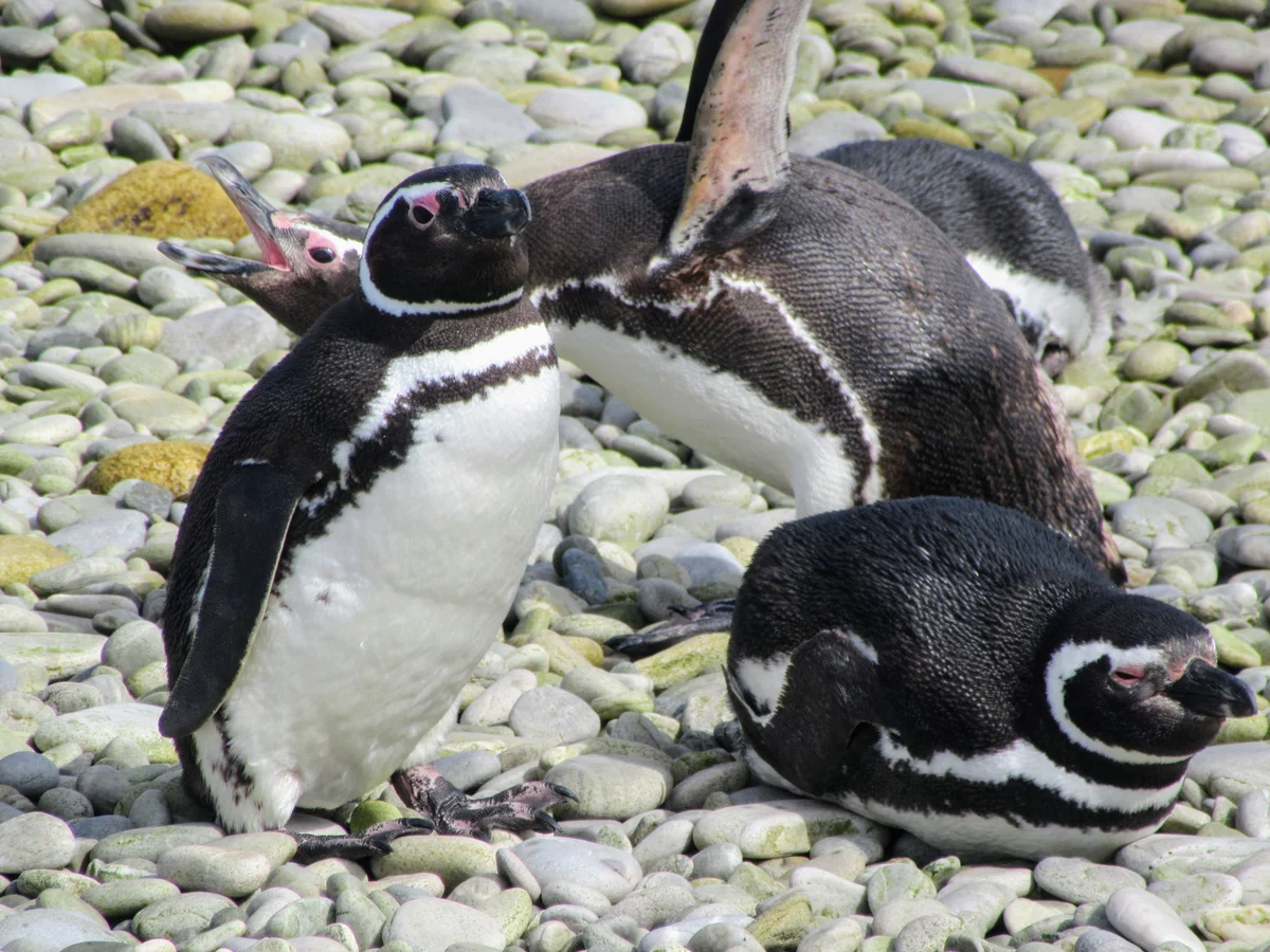 Single Magellanic penguin standing prominently on Falkland Islands grassland
