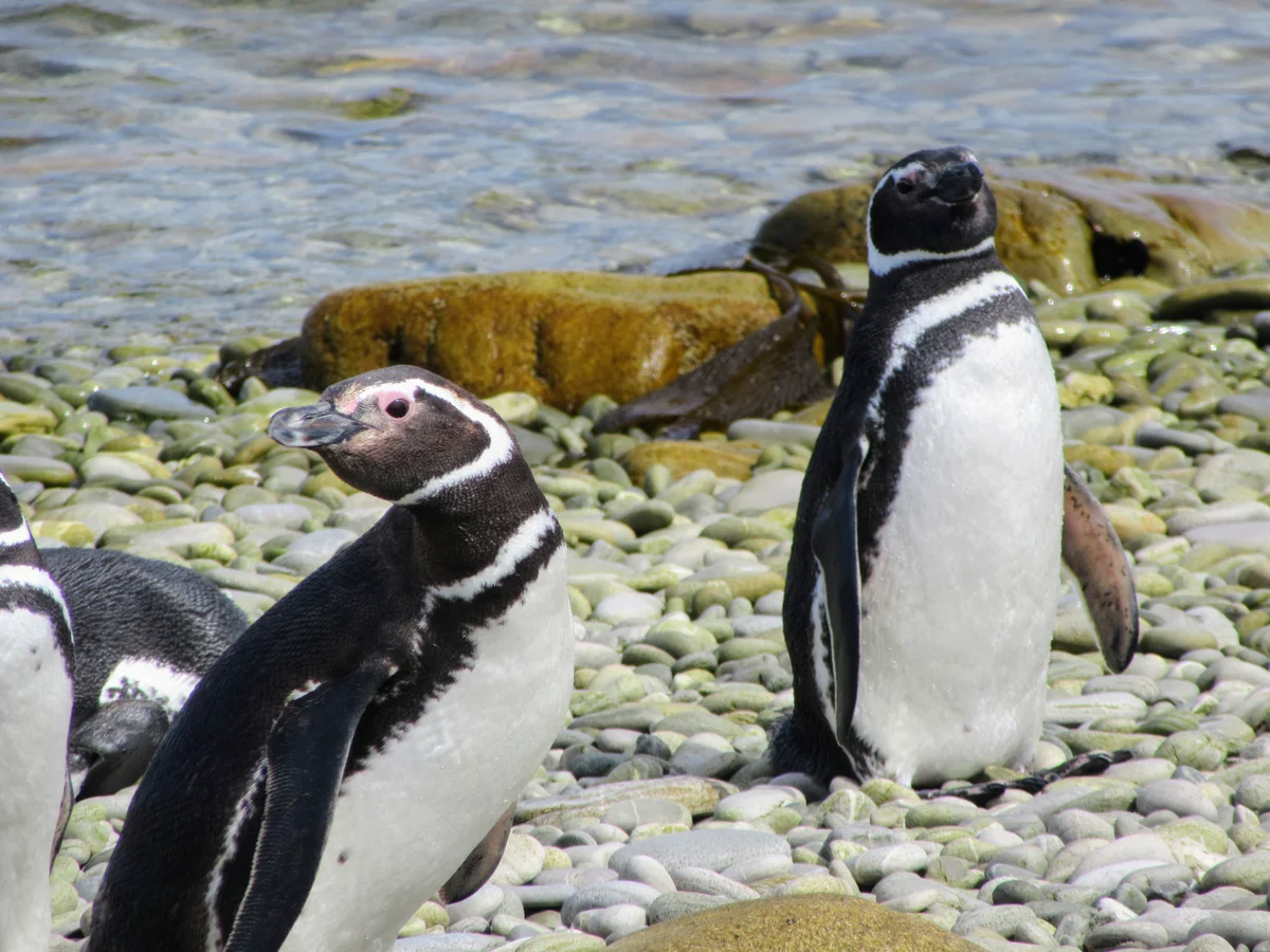 Close-up of Magellanic penguin with distinctive facial markings in Falkland Islands