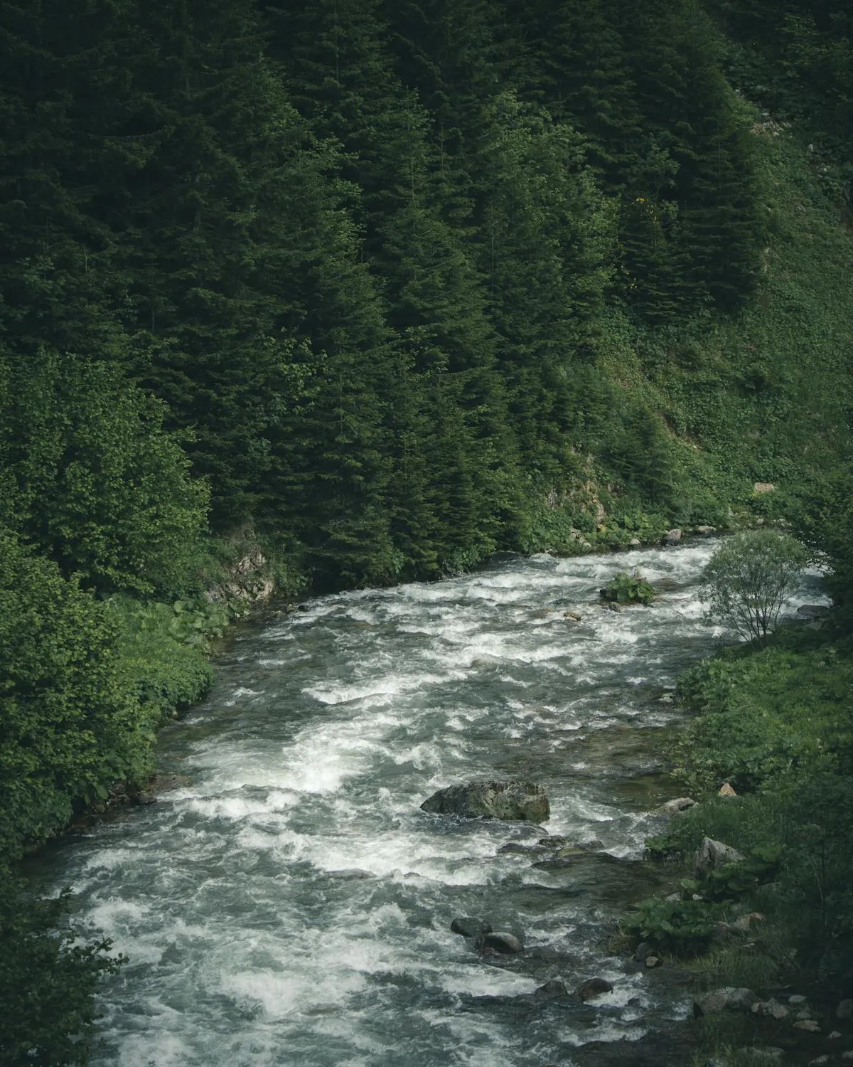Tropical river surrounded by lush vegetation
