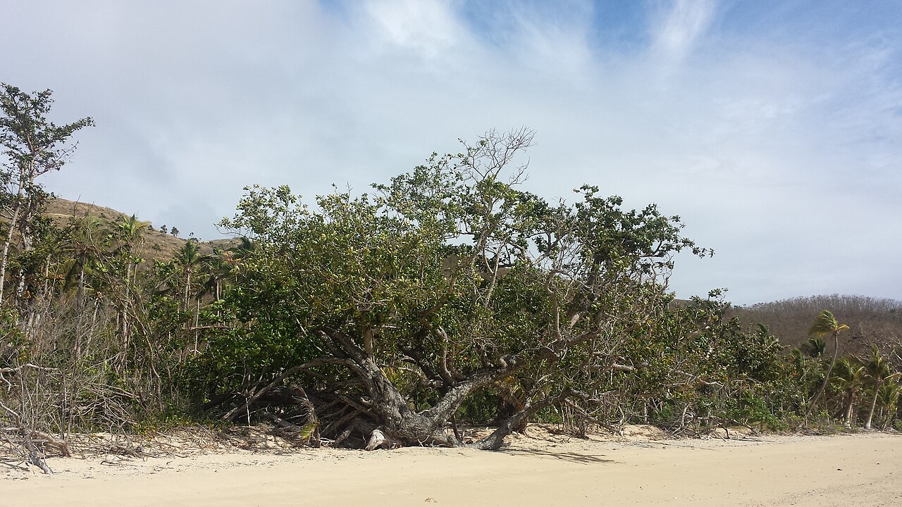 Aerial view of a Fijian coral reef with turquoise lagoon and deep blue open ocean