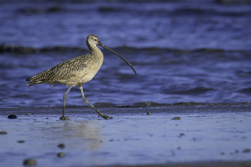 Fresh Gulf seafood platter at a Galveston waterfront restaurant
