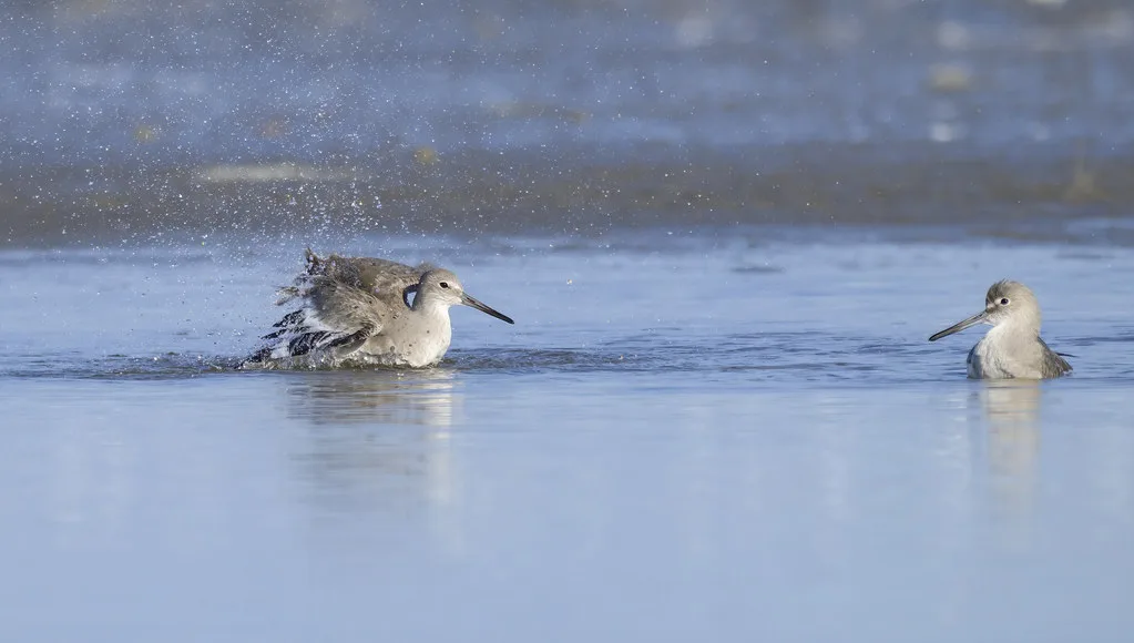 Historic Strand District buildings in downtown Galveston with Victorian architecture